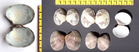 &copy; Thijs de Boer